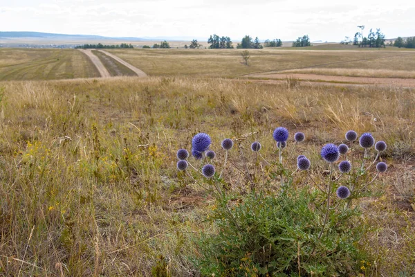 Cespuglio Fiori Blu Arrotondati Spinosi Che Crescono Nella Steppa Immagine — Foto Stock