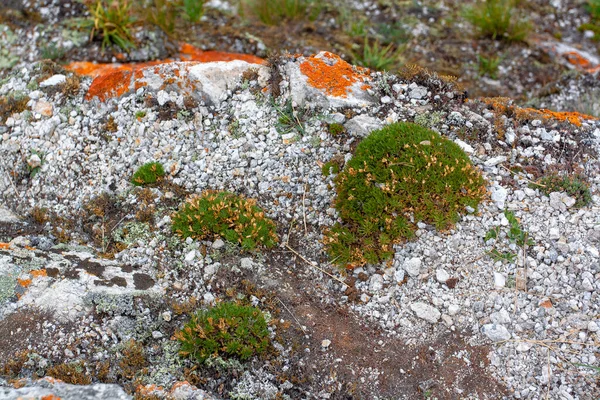 Bumps Com Musgo Líquen Pedras Brancas Vegetação Ecológica Natural Imagem — Fotografia de Stock