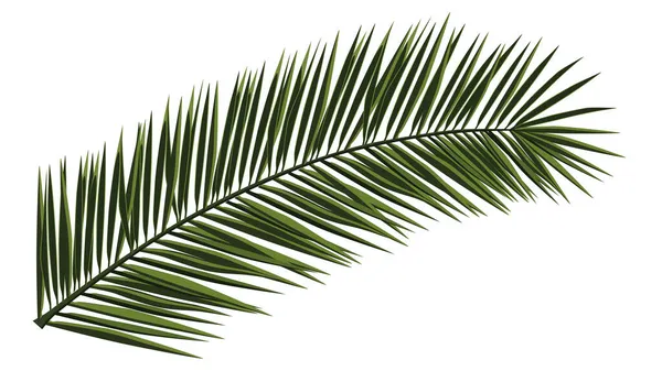 Ramo Palma Verde Realista Isolado Branco Folhas Palma Para Colagem — Vetor de Stock