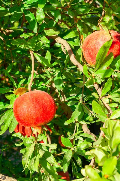 Sunlit Ripe Red Pomegranates Hanging Branch Ready Harvest — Stock Photo, Image
