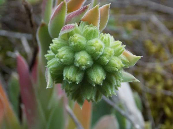 Aloe.
