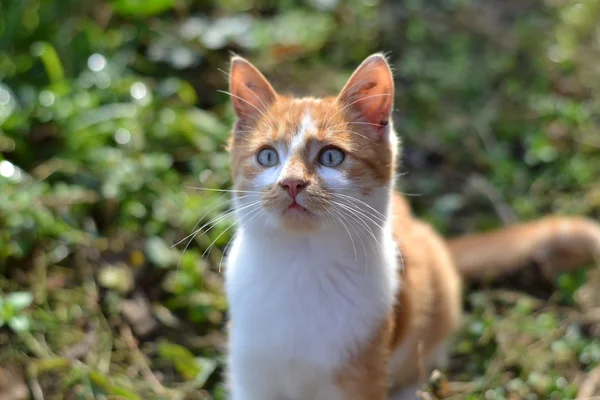 Kittie 2