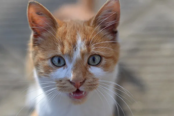 Kittie 1