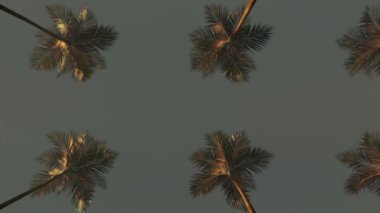 Driving through palm trees against a evening summer sky in a seamless loop.