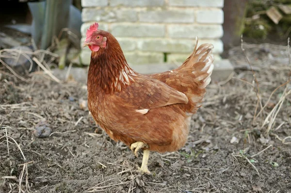 Brown Hen — Stock Photo, Image