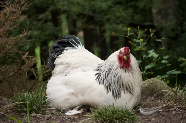 White rooster — Stock Photo, Image