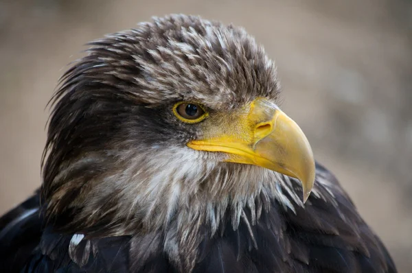 Bald Eagle — Stock Photo, Image