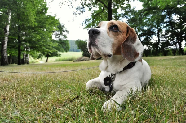 Beagle dog in the park — Stock Photo, Image