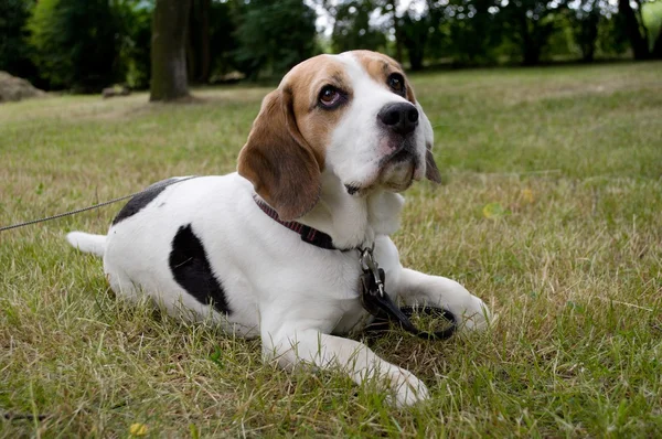 Beagle dog in the park — Stock Photo, Image