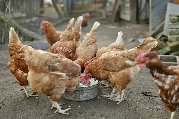 Brown Hens eating — Stock Photo, Image