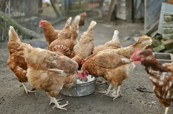 kahverengi tavuk yemek
