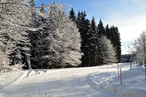 Besneeuwde bomen — Stockfoto