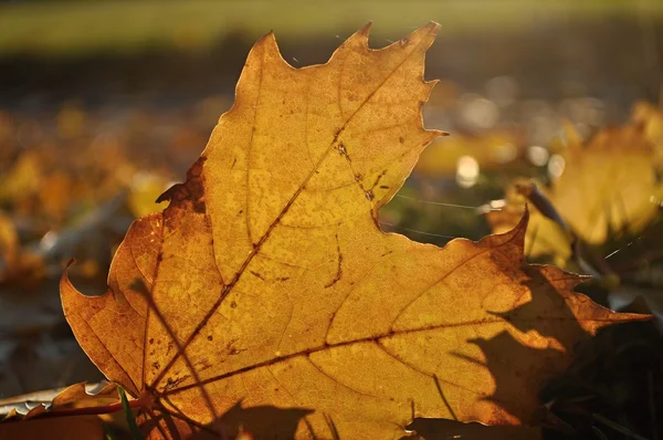 地面に茶色のカエデの葉 — ストック写真