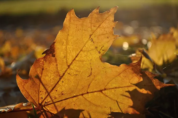 Brown maple leaf on the ground — Stock Photo, Image