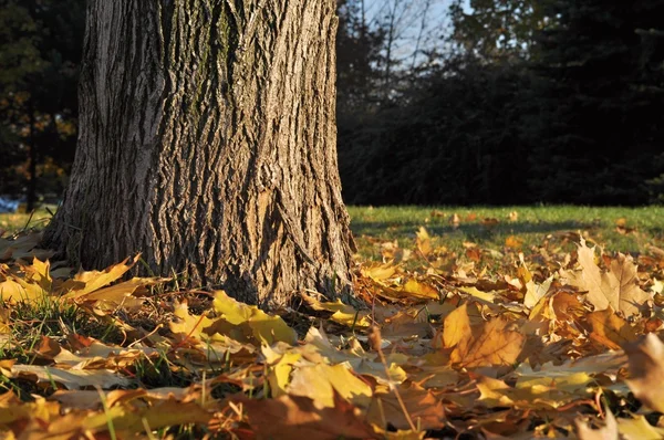 Autumn leaves under the tree — Stock Photo, Image