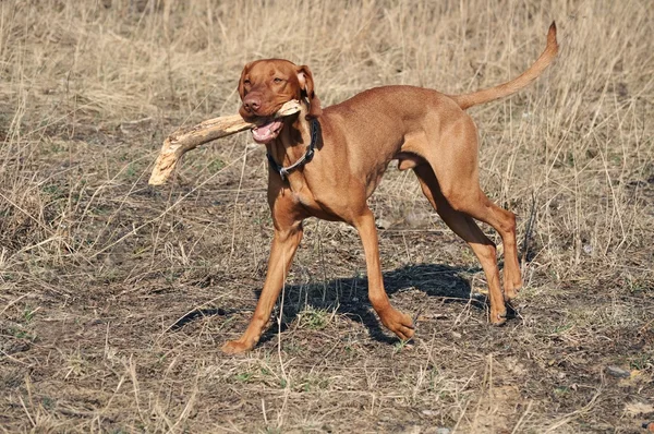 Macar vizsla köpek