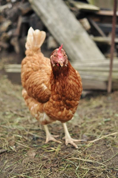 Brown Hen — Stock Photo, Image