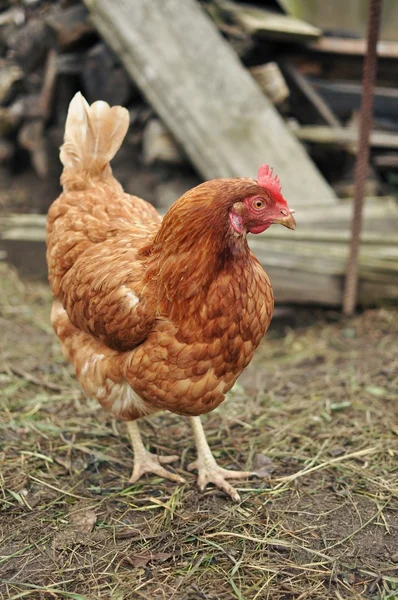 Brown Hen — Stock Photo, Image