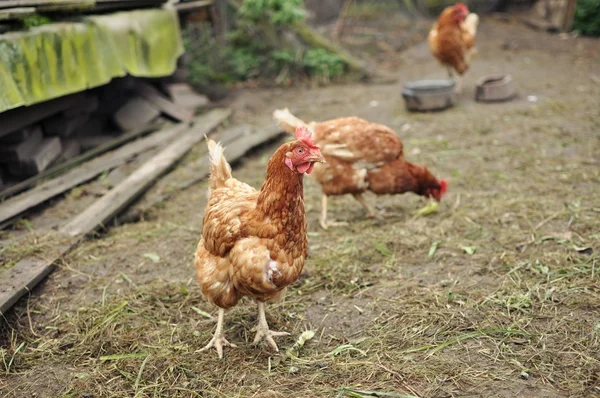 Brown Hens — Stock Photo, Image