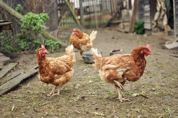 Brown Hens — Stock Photo, Image