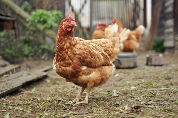 Brown Hen — Stock Photo, Image