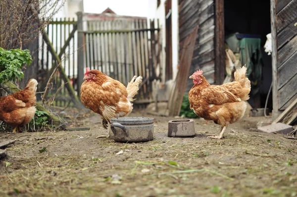Brown Hens — Stock Photo, Image
