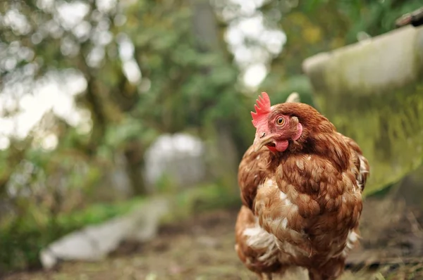 Brown Hen — Stock Photo, Image