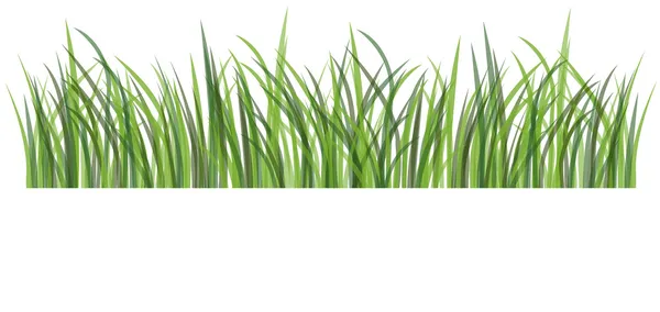 Groen gras — Stockvector