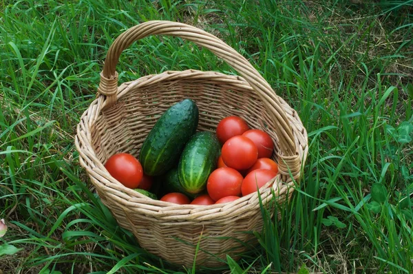 Basket with Vegetable — Stock Photo, Image