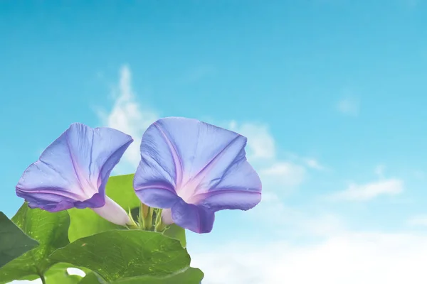 Fleur Pourpre Avec Feuille Verte Sur Flou Bleu Ciel — Photo