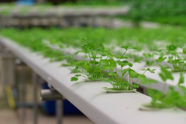 Susuz kişniş. Yiyecek ve tarım kavramı tasarımı. Organik kişniş yaprakları arkaplan.