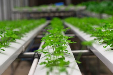 Susuz kişniş. Yiyecek ve tarım kavramı tasarımı. Organik kişniş yaprakları arkaplan.