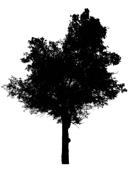 Bomen Silhouetten Witte Achtergrond Knippad — Stockfoto