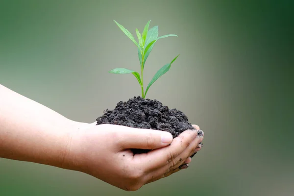 Holding Green Plant Hand Natural Green Backgrounds Concept Plant Growth — Stockfoto