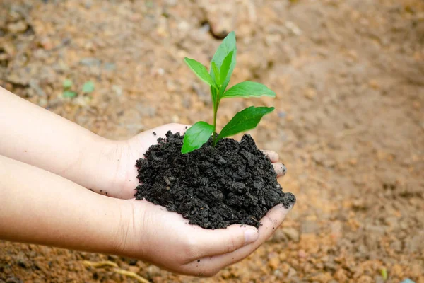 Top View Hand Holding Young Tree Soil Background Planting Garden — Stock fotografie