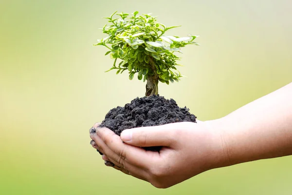 Träd Planteras Marken Mänskliga Händer Med Naturlig Grön Bakgrund Begreppet — Stockfoto