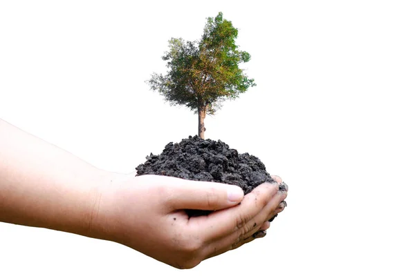 Human Hands Holding Green Tree White Background — Stockfoto