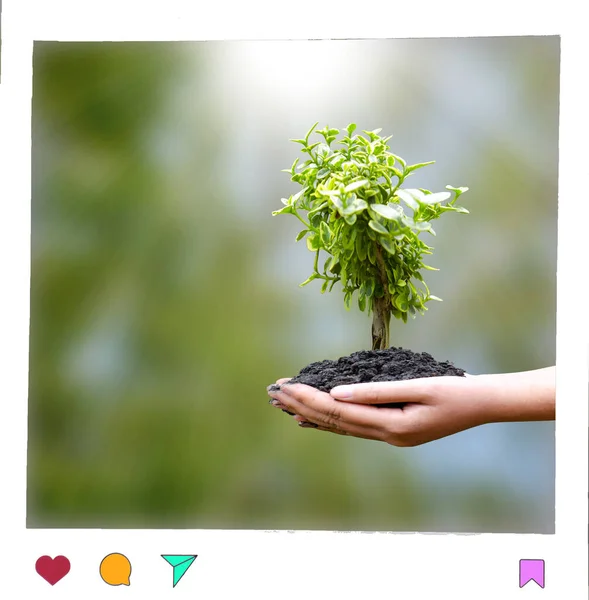 Young Gereen Tree Ground Human Hands Natural Green Backgrounds White — Zdjęcie stockowe