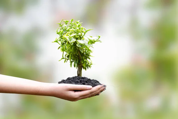 Tree Ground Human Hands Natural Green Backgrounds Concept Plant Growth — Stockfoto