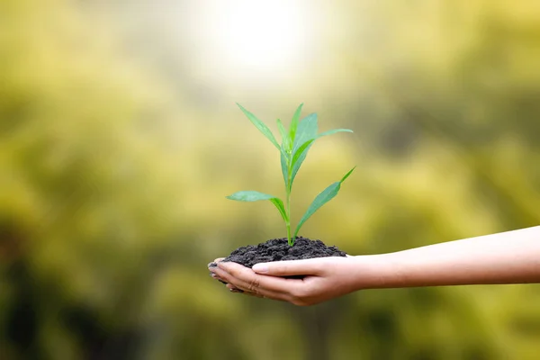 Young Gereen Tree Ground Human Hands Natural Green Backgrounds Concept — Stockfoto