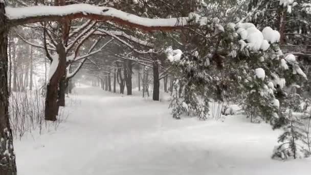 Paisagem Aérea Inverno Com Pinheiros Floresta Coberta Neve Montanhas Frias — Vídeo de Stock