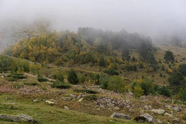 Misty Nevoeiro Paisagem Montanhosa Com Floresta Abeto Copyspace Estilo Retro — Fotografia de Stock
