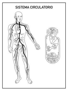 Okul için dolaşım sisteminin siyah-beyaz şeması, isimsiz.