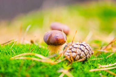 Orman yosunlarındaki mantarlar