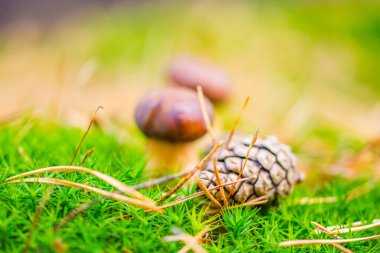 Orman yosunlarındaki mantarlar