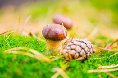 Orman yosunlarındaki mantarlar