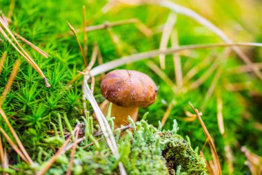 Orman yosunlarındaki mantarlar