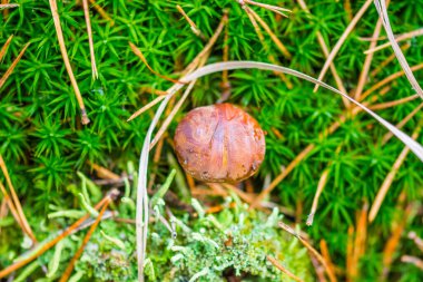 Orman yosunlarındaki mantarlar