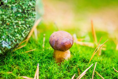 Orman yosunlarındaki mantarlar