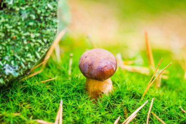 Orman yosunlarındaki mantarlar